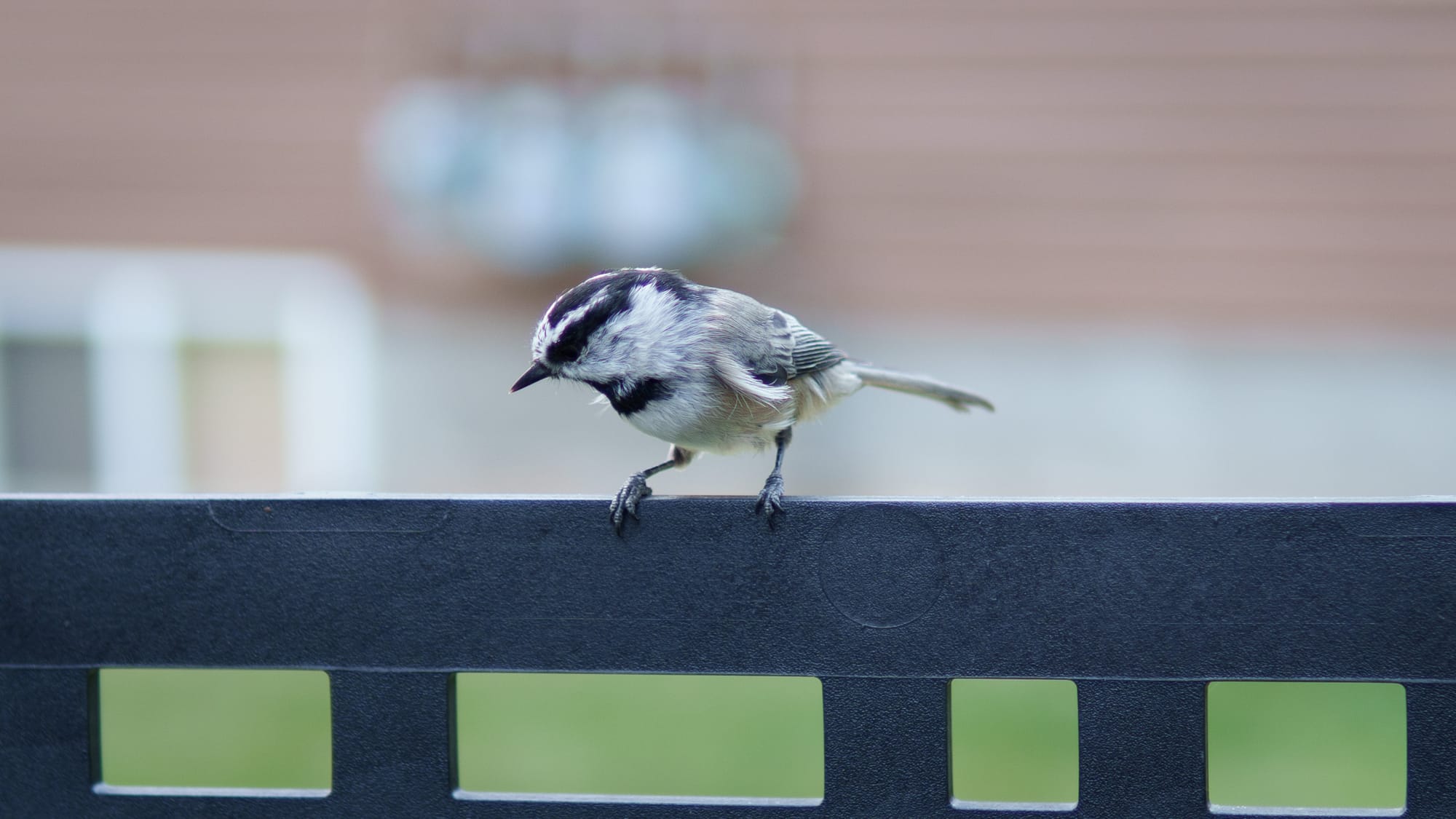 Carla Glessing's photo of a small bird that landed on a railing nearby