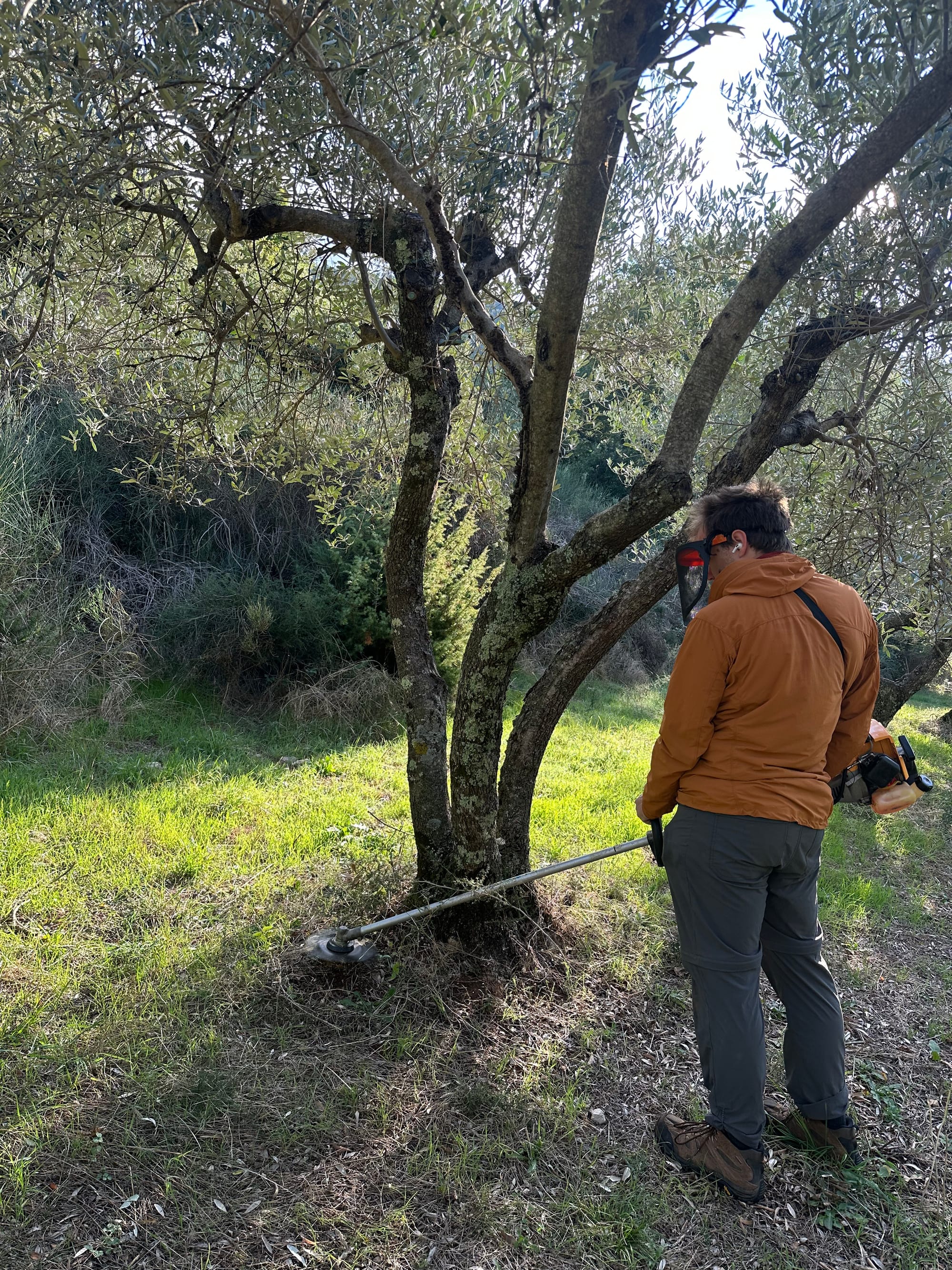Johann using a weed-whacker, in the form of a spinning blade on a stick with no guard, to trim brambles from around an olive tree's trunk..