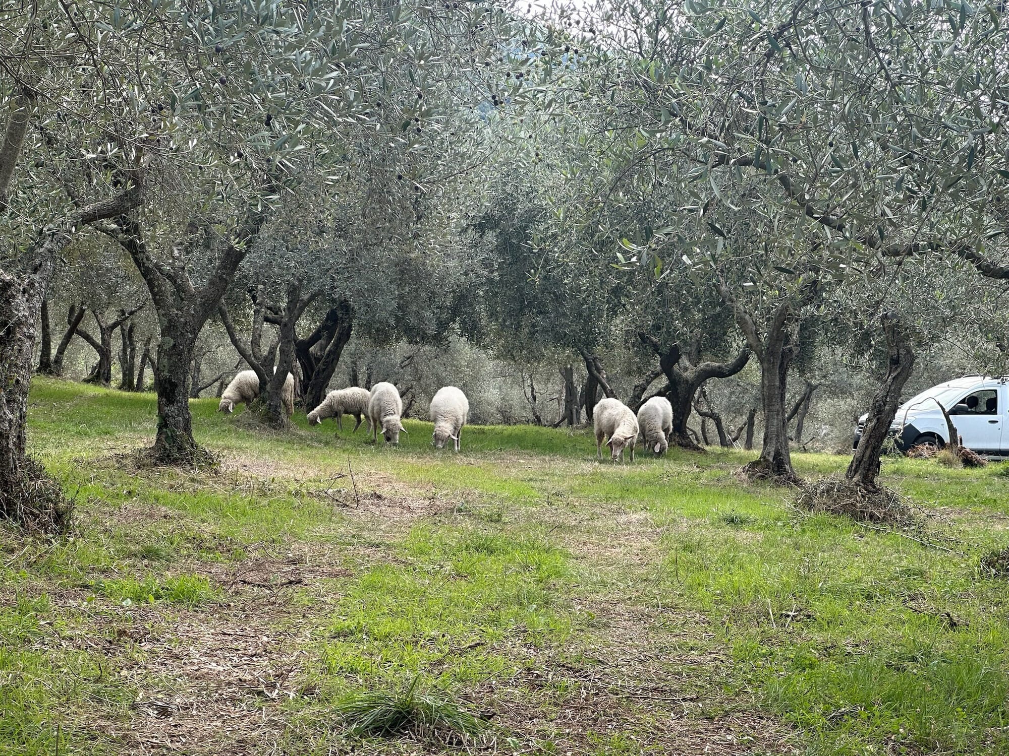 Sheep grazing in an olive orchard.
