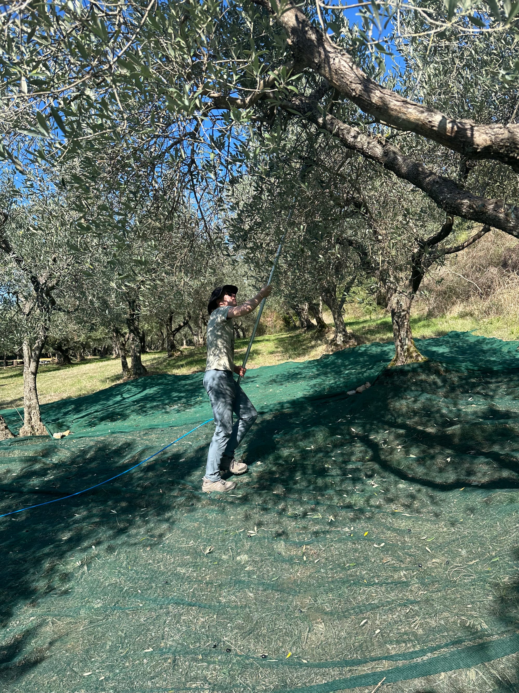 Rachel using a pneumatic rake to shake olives loose from an olive tree onto a net.