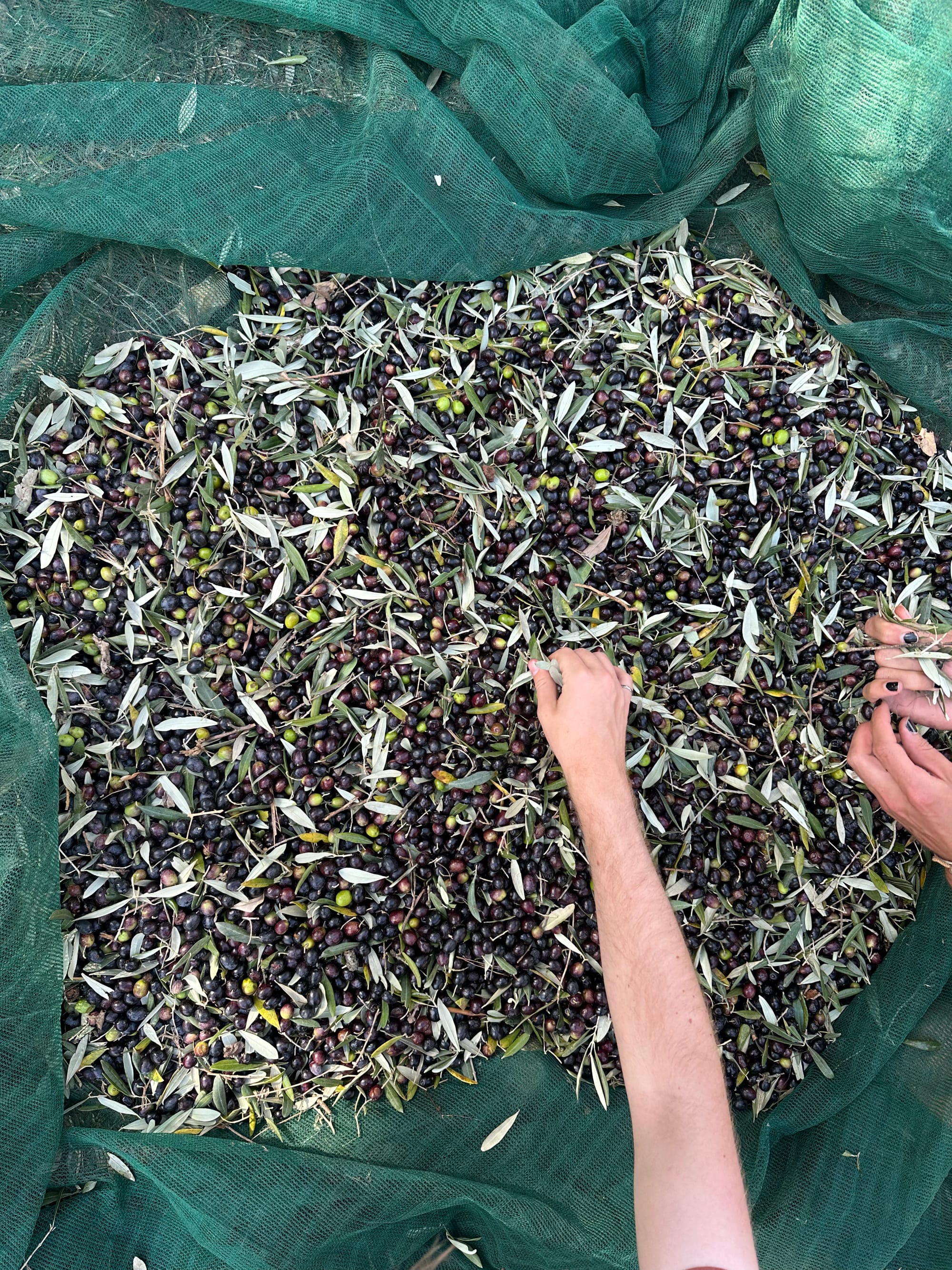 Picking sticks and leaves out of the collected olives.