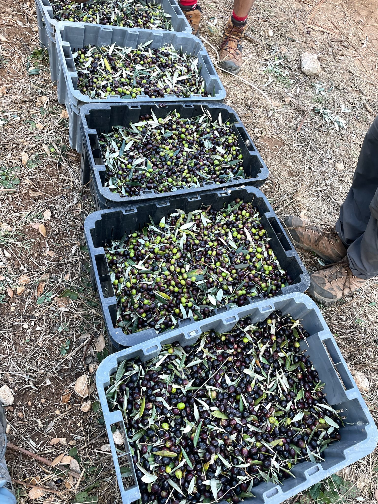A lineup of collected olive crates.