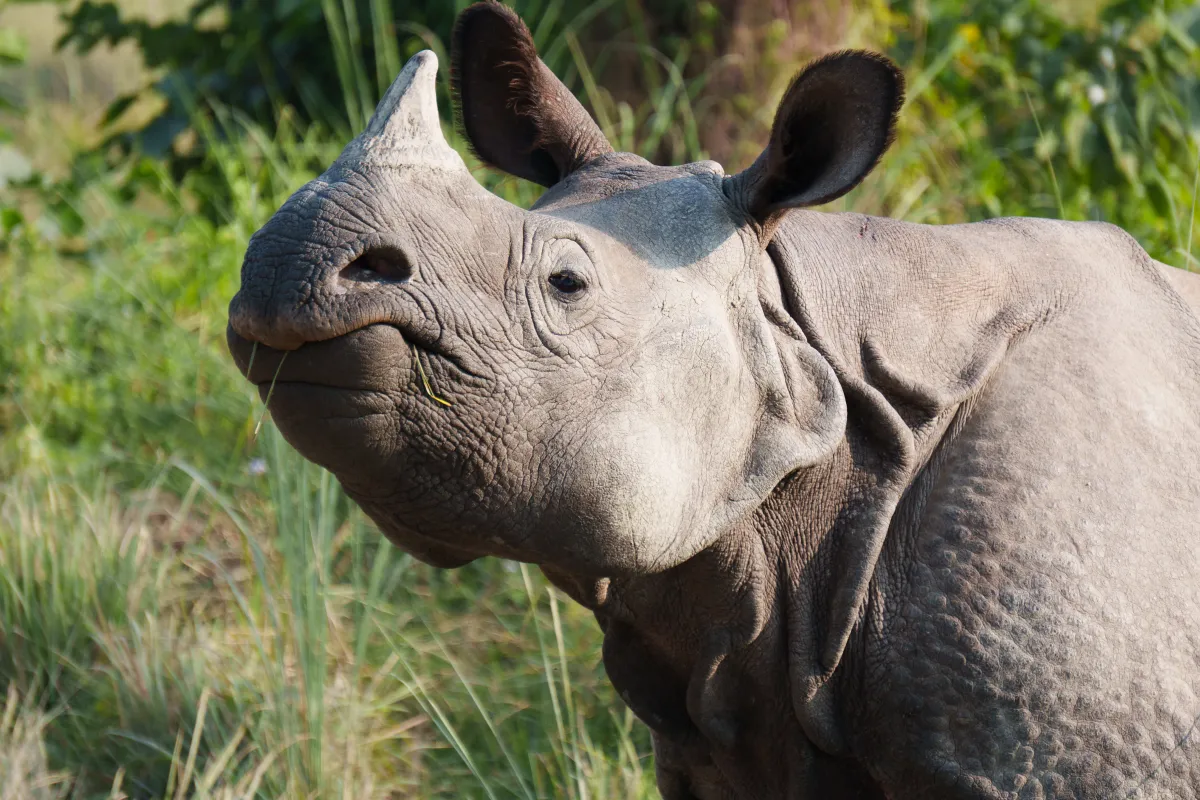 Nepal Part II: The Silmarillionoceros