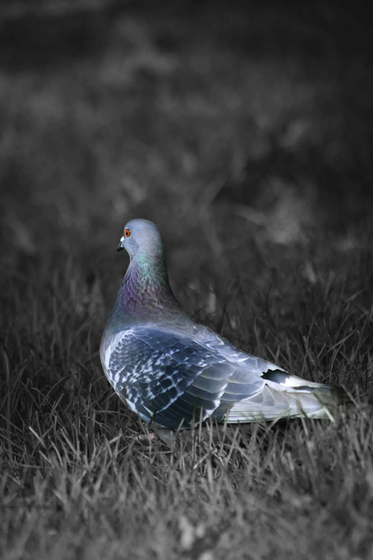 Global Pigeons
