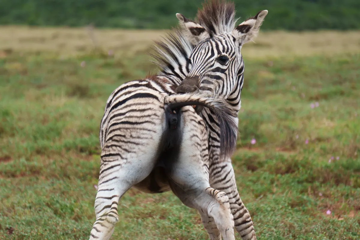 It's a baby giraffe licking its own butt. Rejoice.
